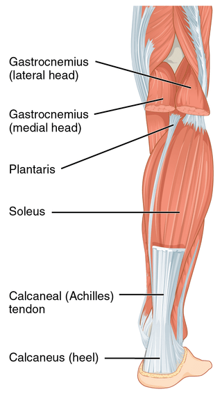 What is a tendinopathy and what do I do about it? - GV Sportscare